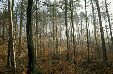 40 Und fast wieder verschwunden: Blankenhorn tief im Wald.