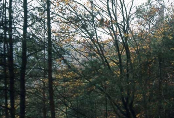 01 "Außerdem schreckt ihn der Wald mit seinen verschlungenen Wegen" (Waltharilied, 10. Abenteuer, Vers 1147). Schier undurchdringlicher Wald verbirgt die Ruinen zwischen dem Parkplatz Col du Goetzenberg und dem Wasigenstein.