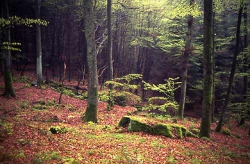 52 Geheimnisvoller Odenwald um die Burg.